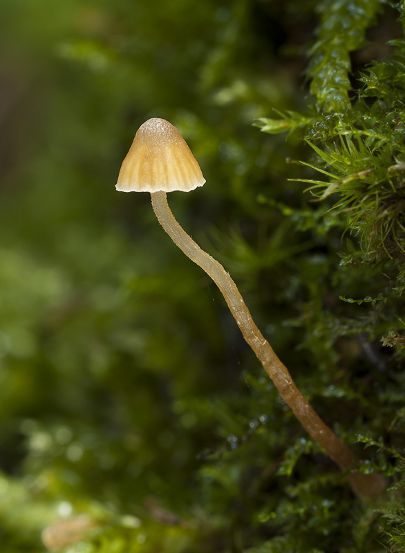 Galerina hypnorum